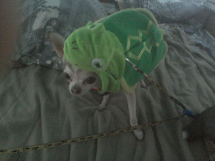 151 Terrifyingly Cute Halloween Costumes For Pets