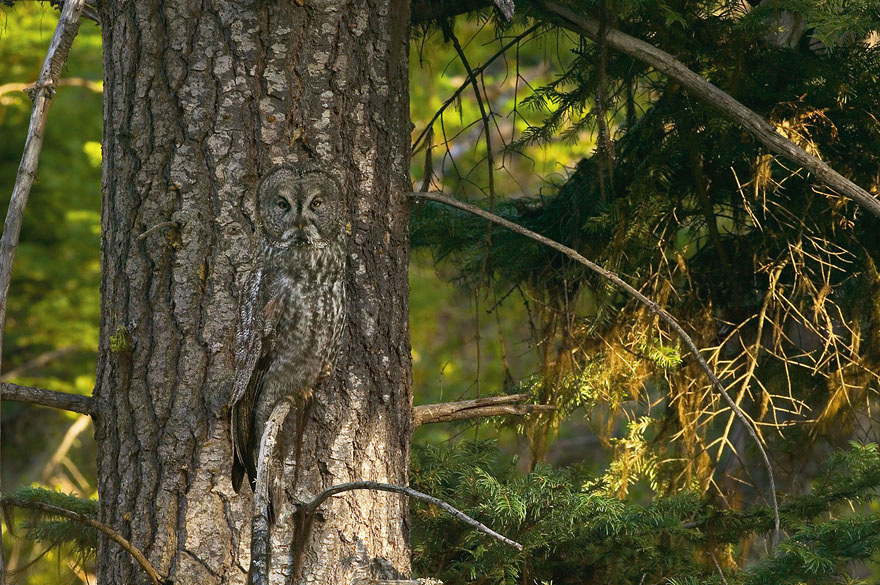 15 Stunning Examples Of Owl Camouflage