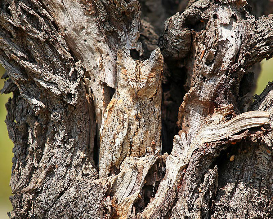 15 Stunning Examples Of Owl Camouflage