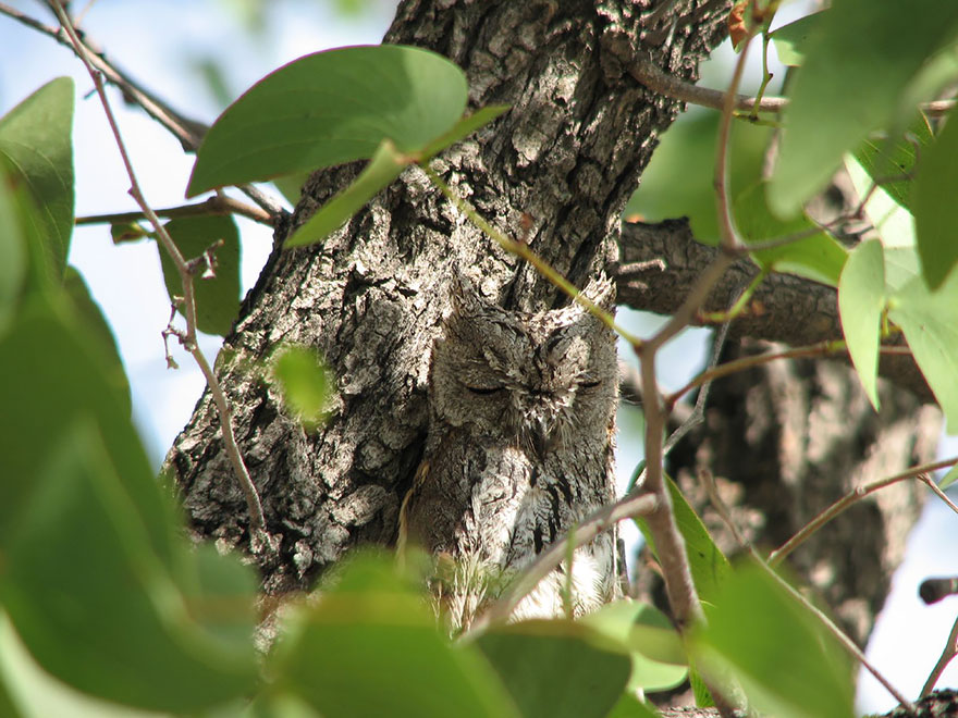 15 Stunning Examples Of Owl Camouflage