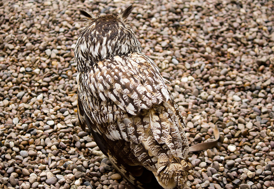 15 Stunning Examples Of Owl Camouflage