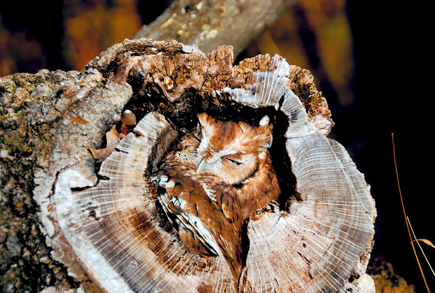 15 Stunning Examples Of Owl Camouflage