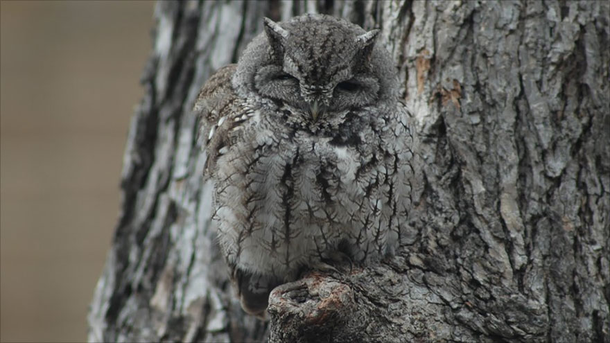 15 Stunning Examples Of Owl Camouflage