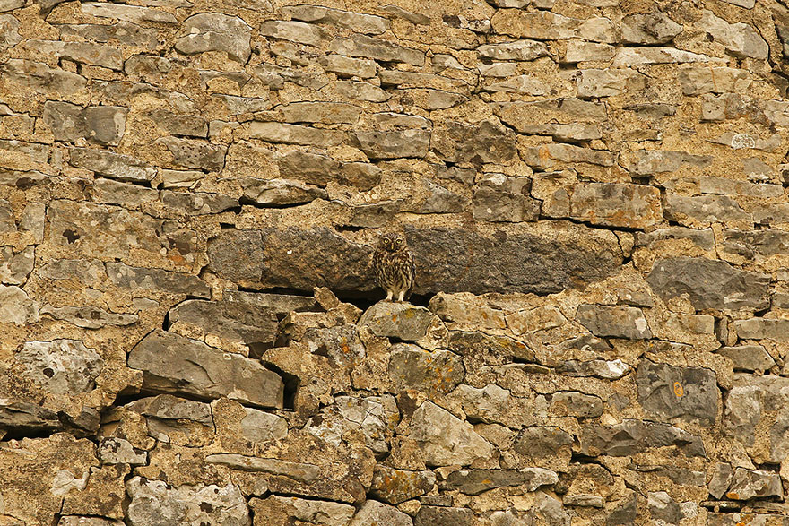 15 Stunning Examples Of Owl Camouflage