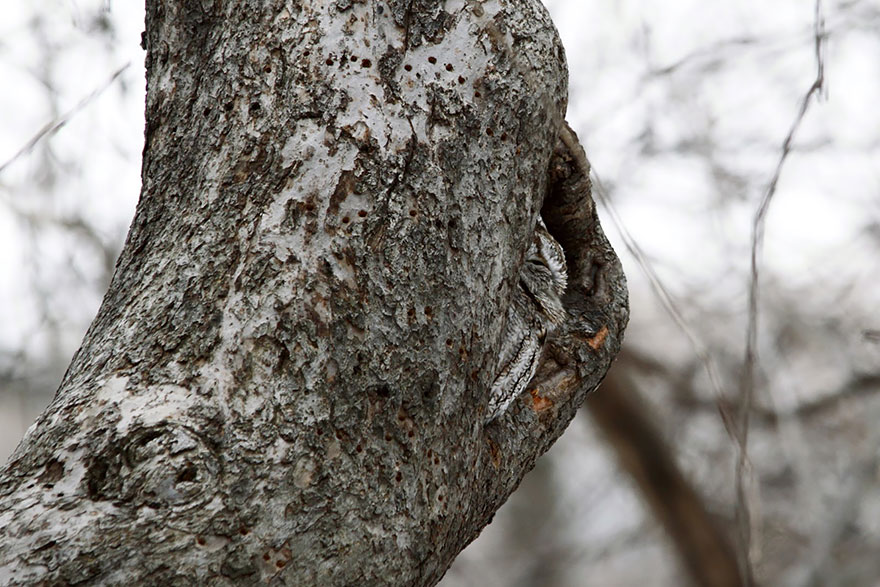 15 Stunning Examples Of Owl Camouflage