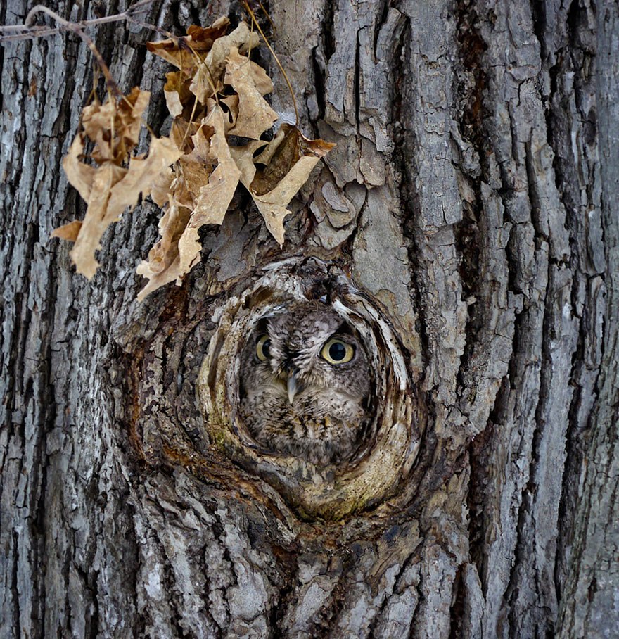 15 Stunning Examples Of Owl Camouflage