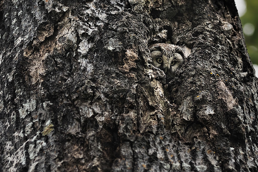 15 Stunning Examples Of Owl Camouflage
