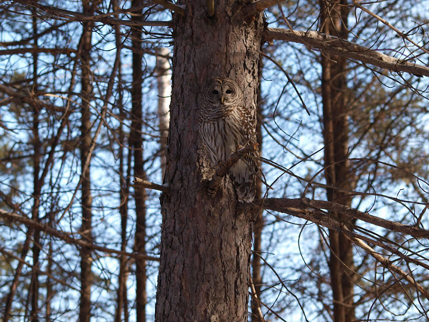 15 Stunning Examples Of Owl Camouflage