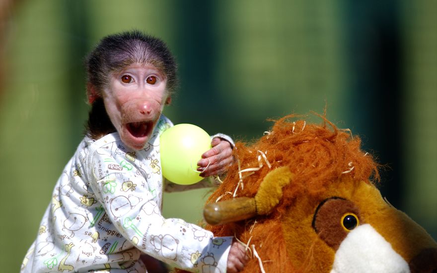 Cute Baby Monkey From Skopje Zoo Gets Treated Like A Child