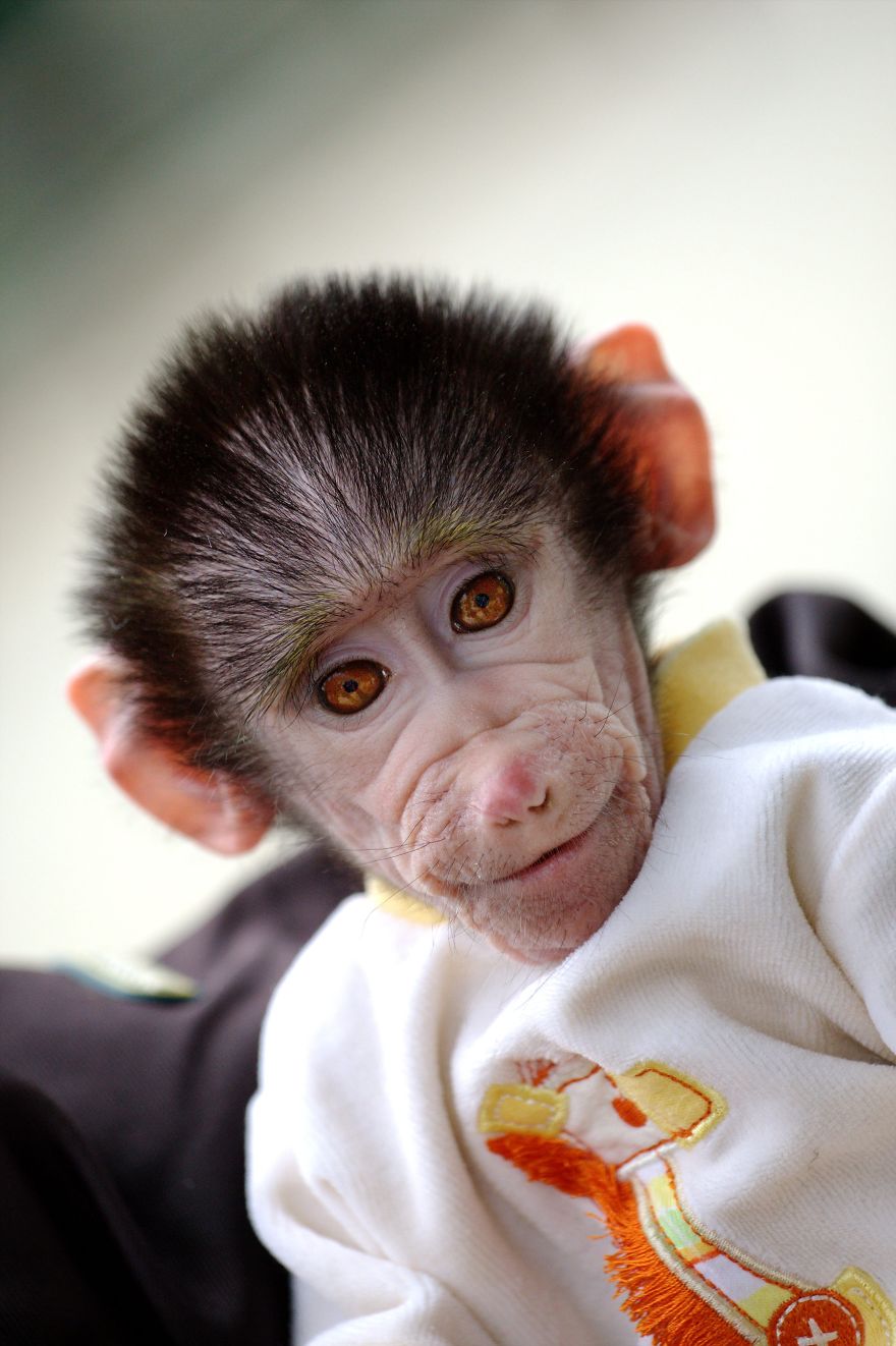 Cute Baby Monkey From Skopje Zoo Gets Treated Like A Child