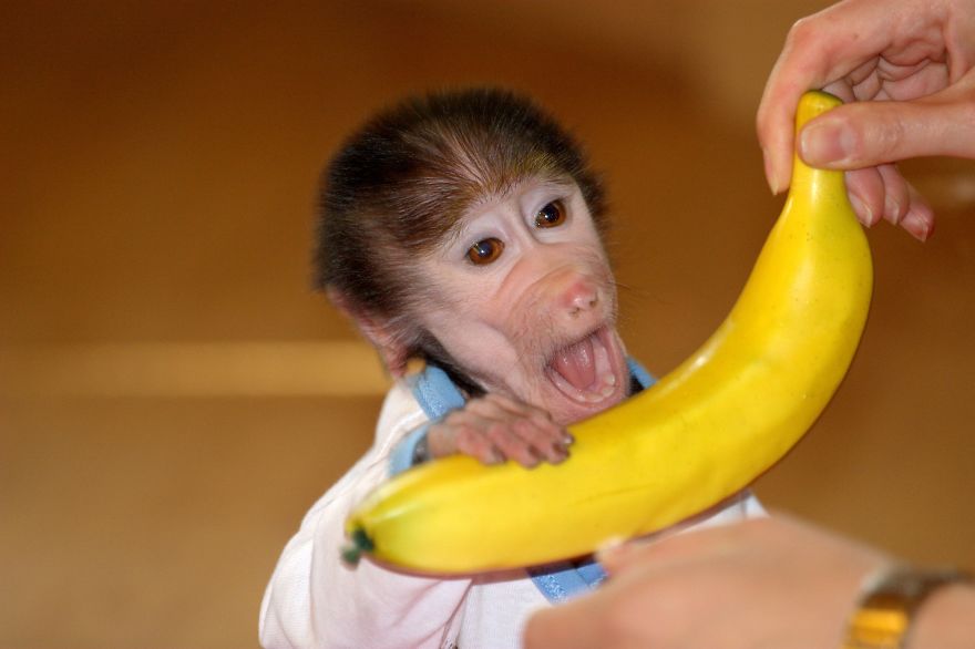 Cute Baby Monkey From Skopje Zoo Gets Treated Like A Child