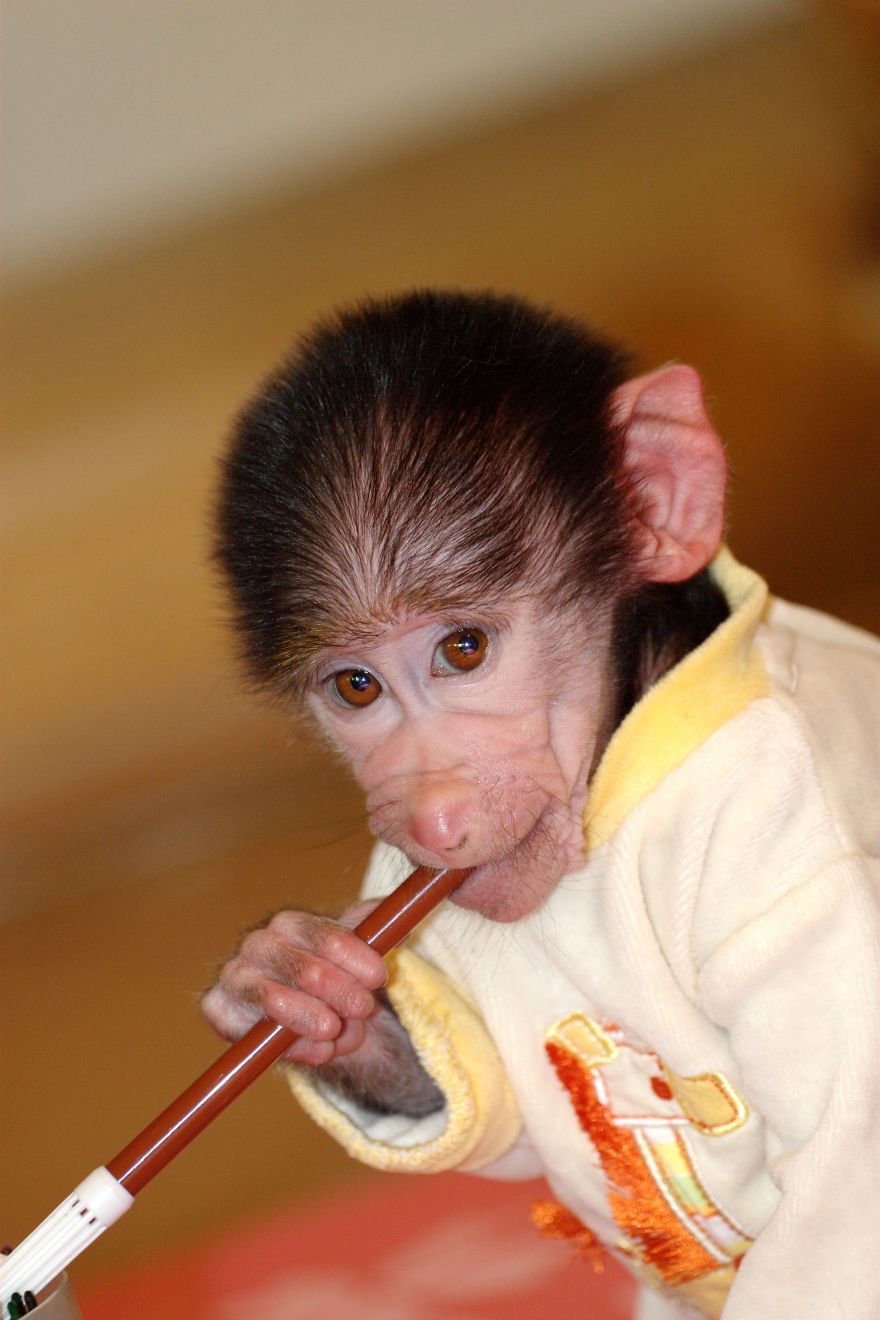 Cute Baby Monkey From Skopje Zoo Gets Treated Like A Child