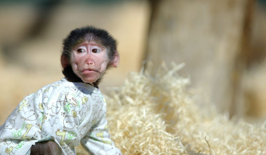 Cute Baby Monkey From Skopje Zoo Gets Treated Like A Child