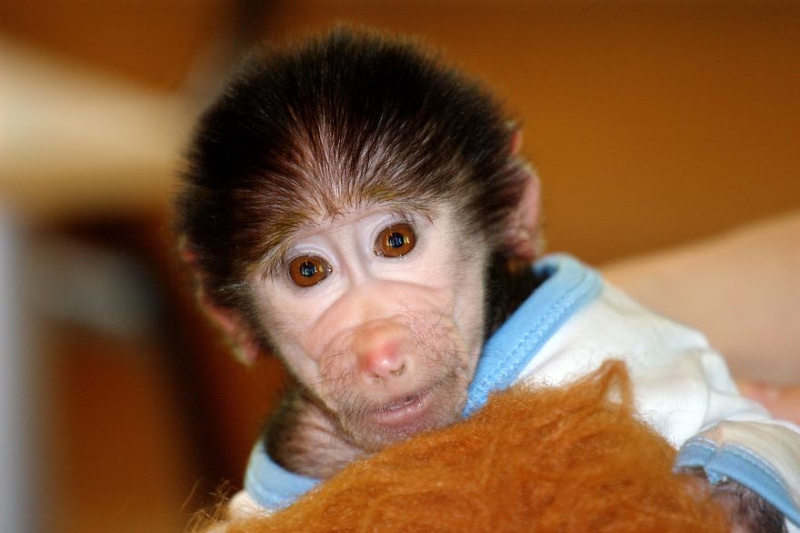 Cute Baby Monkey From Skopje Zoo Gets Treated Like A Child