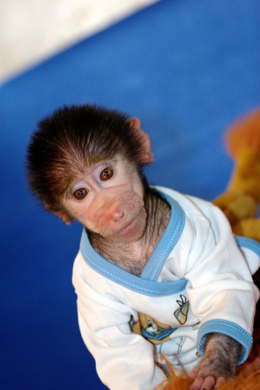 Cute Baby Monkey From Skopje Zoo Gets Treated Like A Child