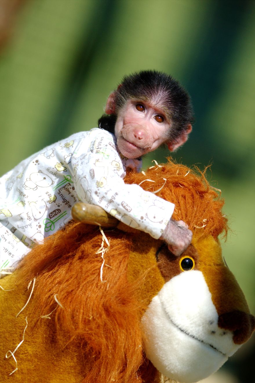 Cute Baby Monkey From Skopje Zoo Gets Treated Like A Child