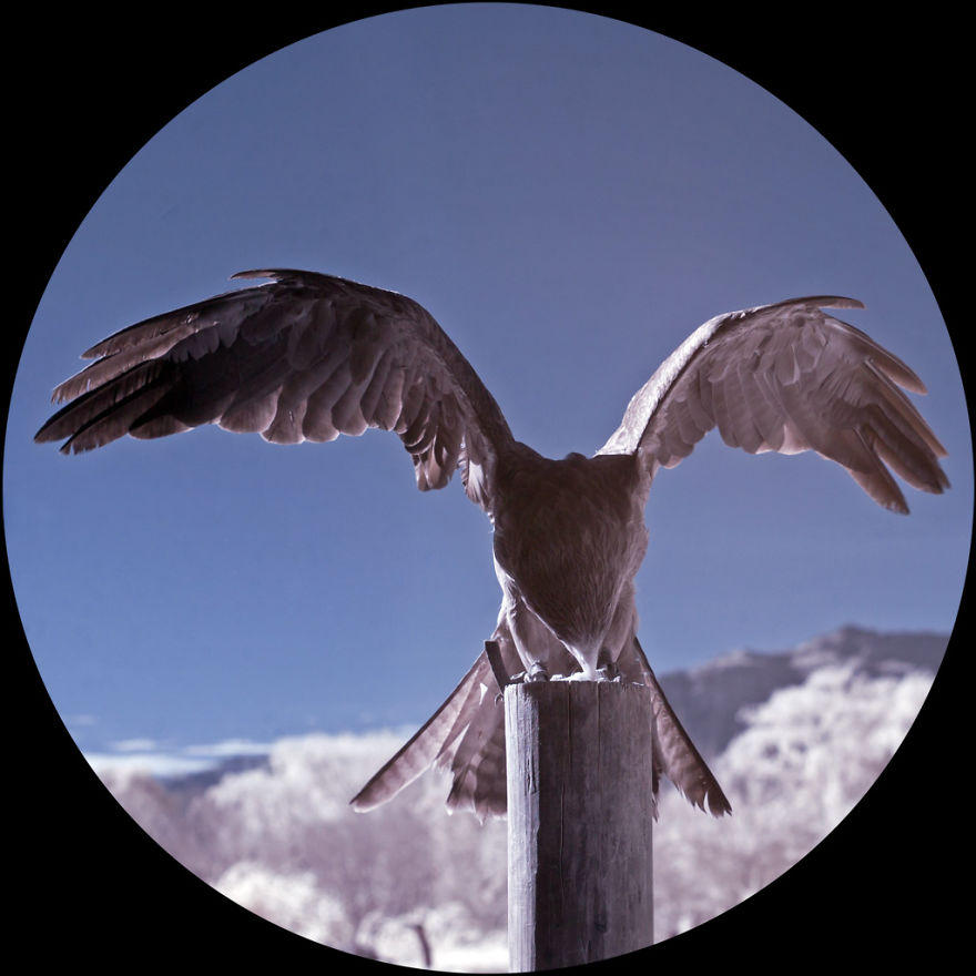 365 Days In Infrared: A Photography Project By Kate Davies