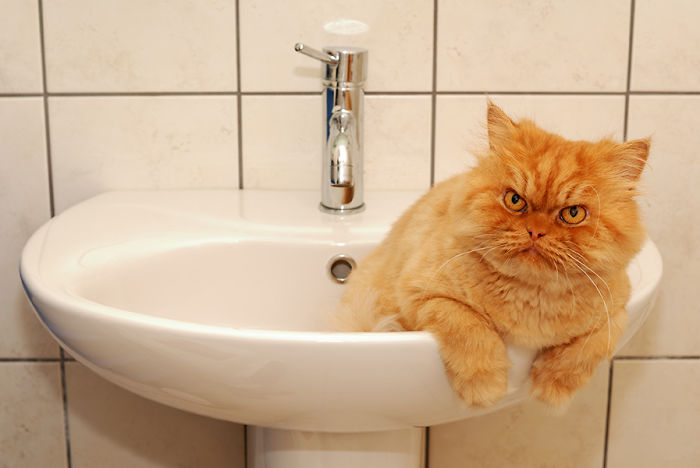Meet Garfi, The World&#8217;s Angriest Cat