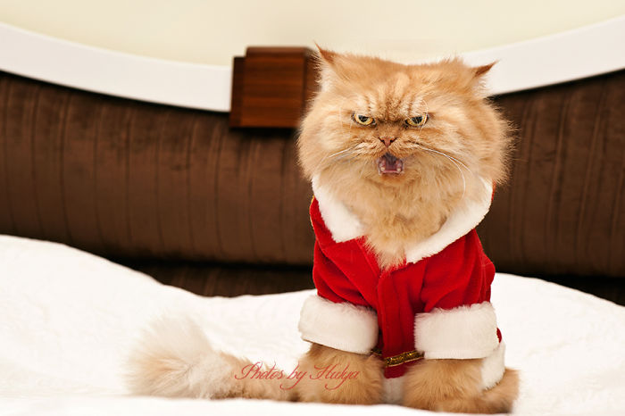 Meet Garfi, The World&#8217;s Angriest Cat