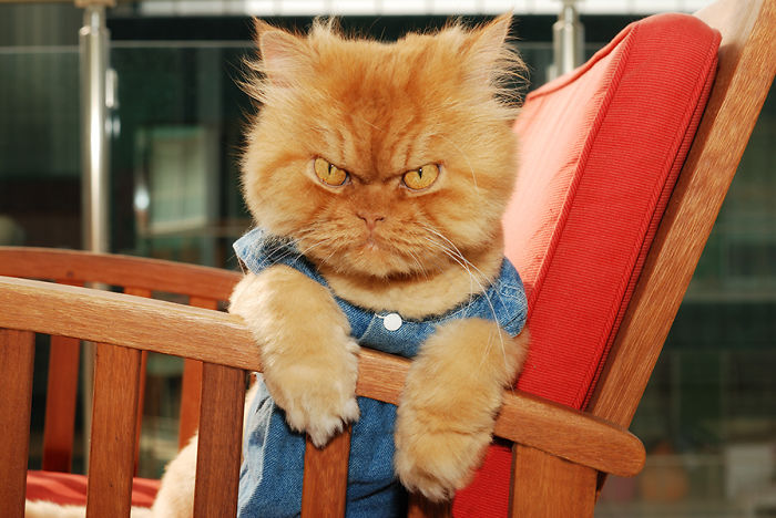 Meet Garfi, The World&#8217;s Angriest Cat