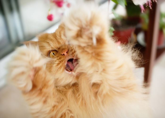 Meet Garfi, The World&#8217;s Angriest Cat