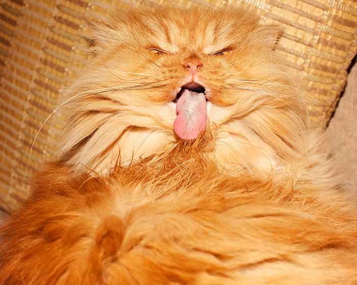 Meet Garfi, The World&#8217;s Angriest Cat
