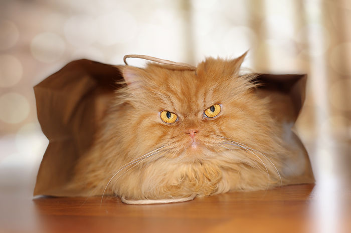 Meet Garfi, The World&#8217;s Angriest Cat