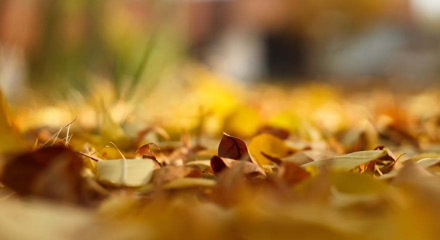 These 203 Beautiful Autumn Photos Will Inspire You To Grab Your Camera These 203 Beautiful Autumn Photos Will Inspire You To Grab Your Camera
