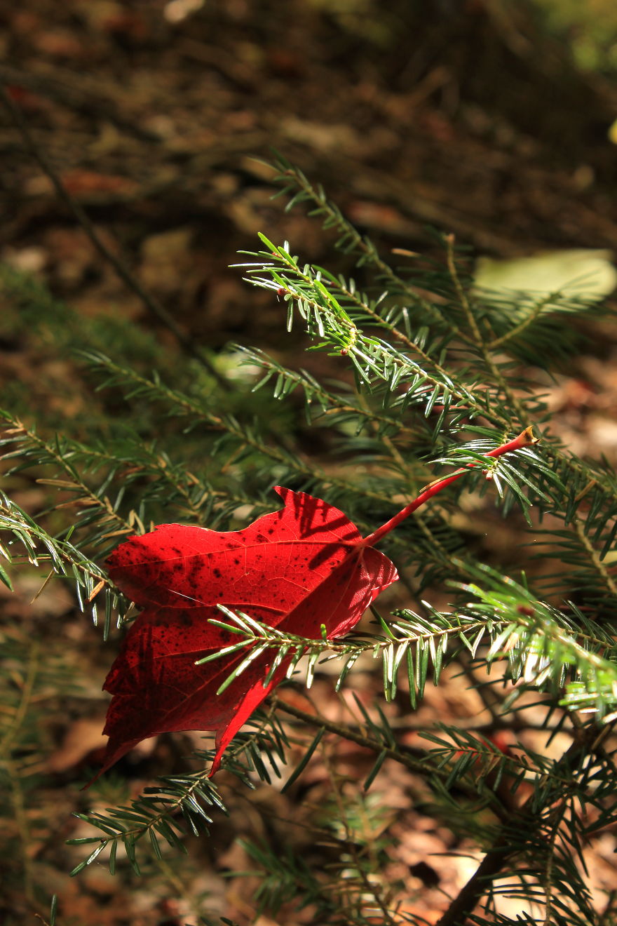 These 203 Beautiful Autumn Photos Will Inspire You To Grab Your Camera These 203 Beautiful Autumn Photos Will Inspire You To Grab Your Camera