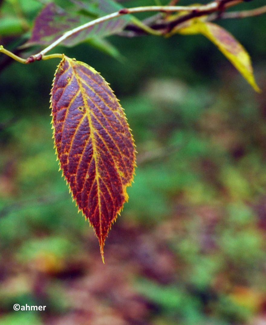 These 203 Beautiful Autumn Photos Will Inspire You To Grab Your Camera These 203 Beautiful Autumn Photos Will Inspire You To Grab Your Camera
