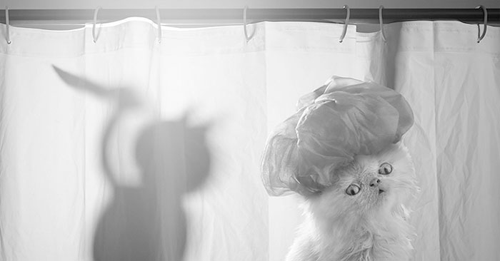 Napoleon The Cat And His Awesome Adventures Napoleon The Cat And His Awesome Adventures