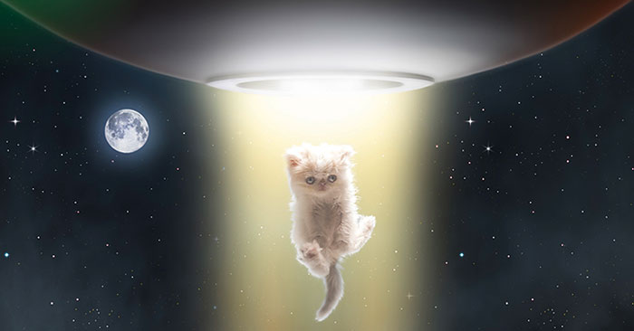 Napoleon The Cat And His Awesome Adventures Napoleon The Cat And His Awesome Adventures