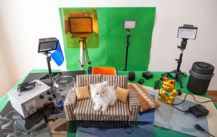 Napoleon The Cat And His Awesome Adventures Napoleon The Cat And His Awesome Adventures