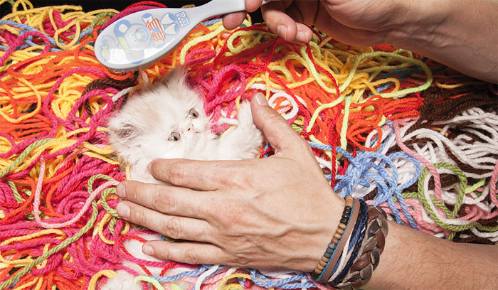 Napoleon The Cat And His Awesome Adventures Napoleon The Cat And His Awesome Adventures