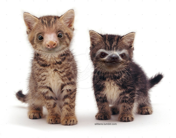 Slittens: Kittens And Sloths Together At Last