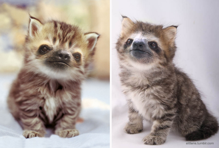Slittens: Kittens And Sloths Together At Last