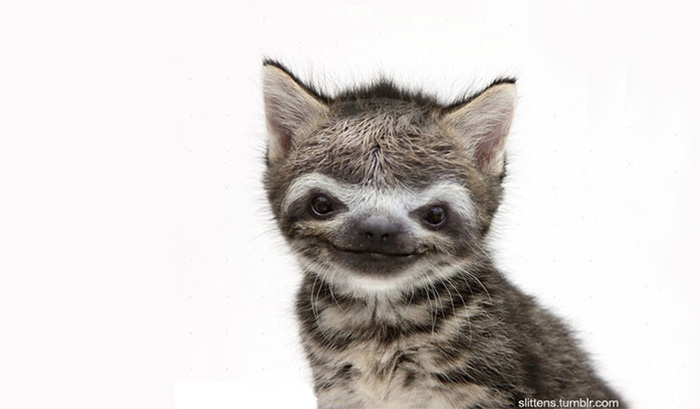 Slittens: Kittens And Sloths Together At Last