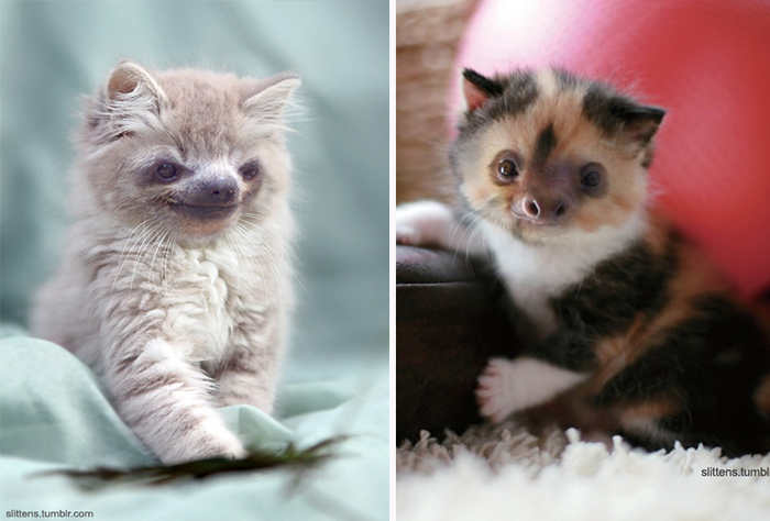 Slittens: Kittens And Sloths Together At Last