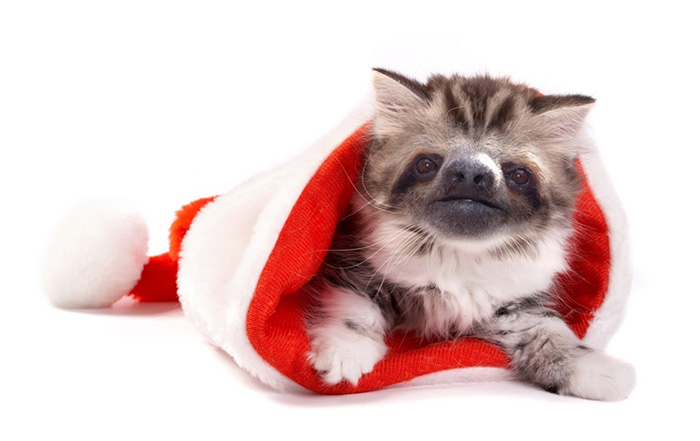 Slittens: Kittens And Sloths Together At Last