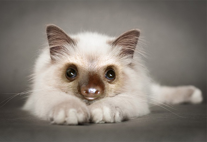 Slittens: Kittens And Sloths Together At Last