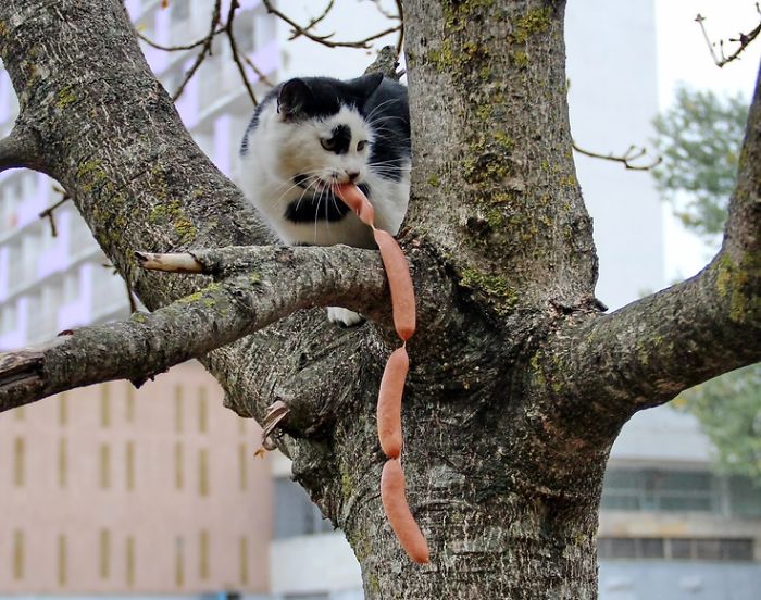146 Cat-Thieves That Were Caught Red-Pawed