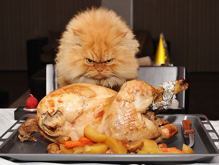 146 Cat-Thieves That Were Caught Red-Pawed