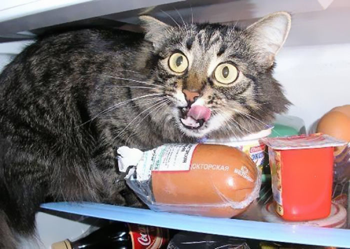 146 Cat-Thieves That Were Caught Red-Pawed
