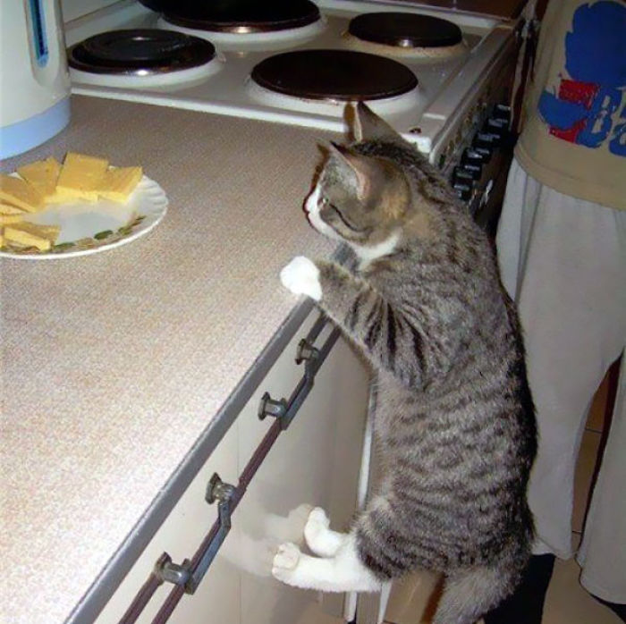 146 Cat-Thieves That Were Caught Red-Pawed