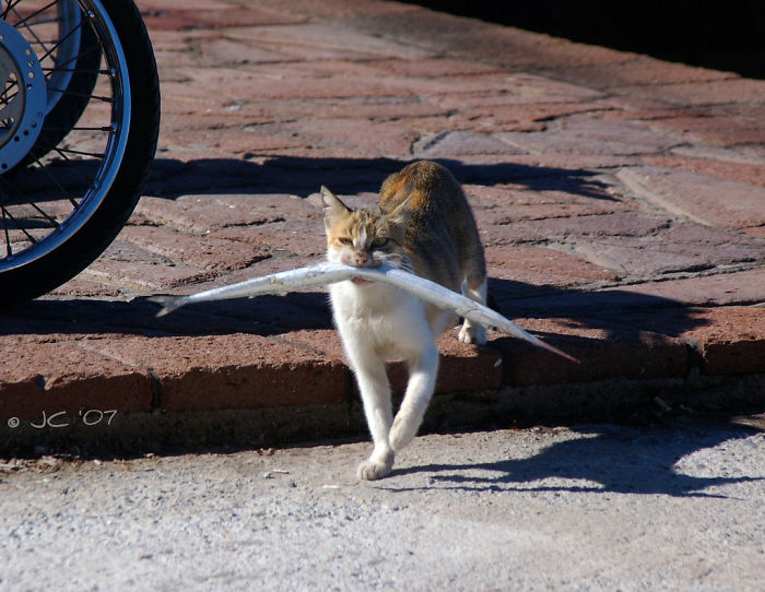 146 Cat-Thieves That Were Caught Red-Pawed