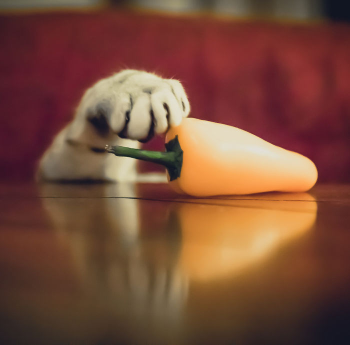 146 Cat-Thieves That Were Caught Red-Pawed