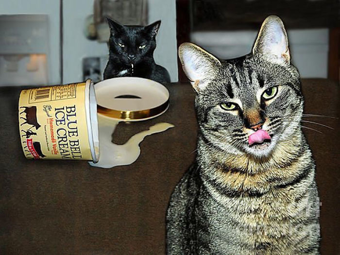 146 Cat-Thieves That Were Caught Red-Pawed