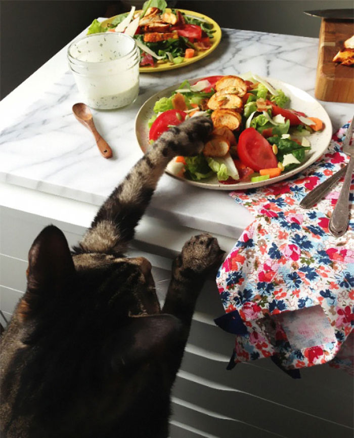 146 Cat-Thieves That Were Caught Red-Pawed