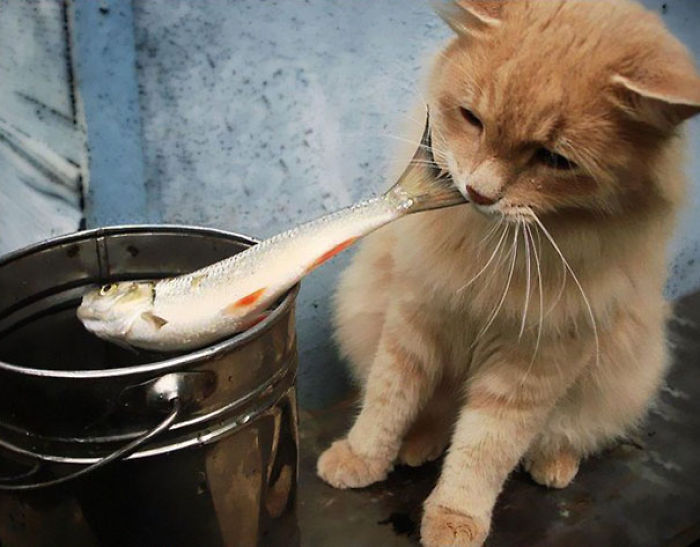 146 Cat-Thieves That Were Caught Red-Pawed