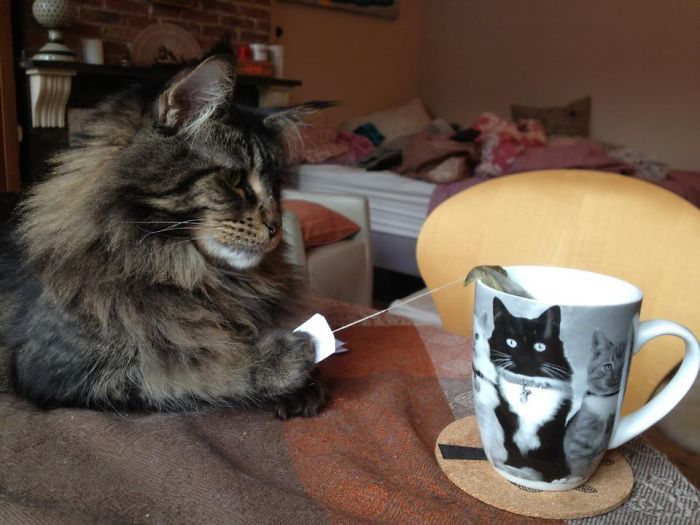 146 Cat-Thieves That Were Caught Red-Pawed